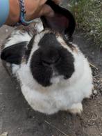 Flinke reus zoekt een date, Vrouwelijk, Groot