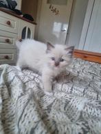 Lilac en chocolate (mink en sepia) kittens met stamboom, Dieren en Toebehoren, Meerdere dieren, Gechipt, 0 tot 2 jaar