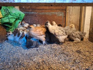 Zijdehoen krielen raszuiver beschikbaar voor biedingen