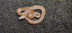 Jonge rattenslangen te koop!, Dieren en Toebehoren, Reptielen en Amfibieën, Slang, 0 tot 2 jaar