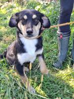 SUPER LIEF JONG TEEFJE CORAL, WIE GEEFT HAAR EEN TOEKOMST?, Particulier, 1 tot 2 jaar, Buitenland, Teef