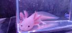 Zeer knappe axolotl baby s nog 1 beschikbaar, Dieren en Toebehoren, Overige typen, Zoetwatervis