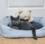 Prachtige kittens Britse korthaar, Meerdere dieren, Ontwormd