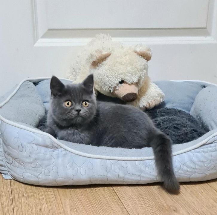 Prachtige kittens Britse korthaar, Dieren en Toebehoren, Katten en Kittens | Raskatten | Korthaar, Meerdere dieren, Ontwormd