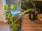 Grote Monstera bloem - Gratis af te halen!, Overige soorten, In pot, Minder dan 100 cm, Groene kamerplant