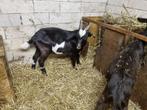 bonte geitenbok, Dieren en Toebehoren, Schapen, Geiten en Varkens, Mannelijk, Geit, 0 tot 2 jaar