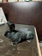 Lotharinger konijnen, Dieren en Toebehoren, Konijnen, Mannelijk, Middelgroot, 0 tot 2 jaar