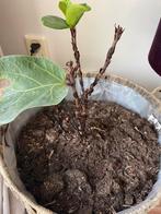 Vioolbladplant Ficus Lyrata, Huis en Inrichting, Ophalen, Ficus, Halfschaduw, Minder dan 100 cm