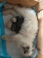 Britse langhaar kittens, Dieren en Toebehoren, Meerdere dieren, Gechipt, 0 tot 2 jaar