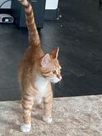 Kitten 14 weken, Dieren en Toebehoren, Katten en Kittens | Overige Katten, Kater