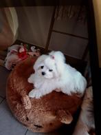 Shih_zhu teefje en Mini malthezer teefje en Yorkje, België, Maltezer, Particulier, Rabiës (hondsdolheid)
