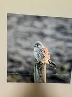 Foto's op canvas, Ophalen, Oorspronkelijke maker, Zo goed als nieuw, 75 tot 100 cm