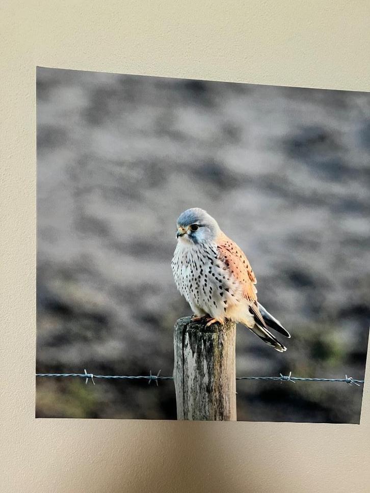 Foto's op canvas, Huis en Inrichting, Woonaccessoires | Schilderijen, Tekeningen en Foto's, Zo goed als nieuw, Foto of Poster