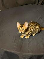 Bijzonder mooi bengaal bengaalse kittens, Dieren en Toebehoren, Katten en Kittens | Raskatten | Korthaar, Meerdere dieren, 0 tot 2 jaar