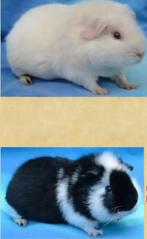 GEZOCHT us teddy zeugje, Dieren en Toebehoren, Januari, Vrouwelijk, Cavia