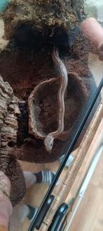 Rattenslang tessera, Dieren en Toebehoren, Ophalen of Verzenden, Zo goed als nieuw