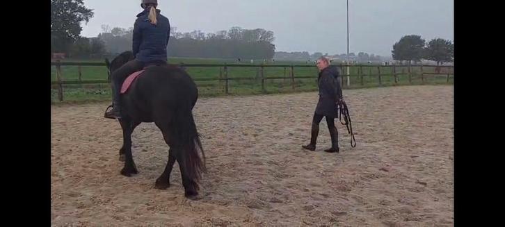 Gediplomeerde instructeur/ instructrice / lesgever, Dieren en Toebehoren, Paarden en Pony's | Overige Paardenspullen, Dressuur
