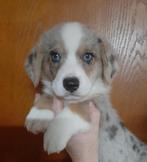 Welsh Corgi Cardigans Pups, Overige rassen, CDV (hondenziekte), 8 tot 15 weken, Meerdere