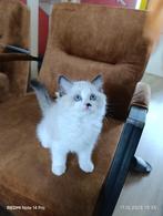 Ragdoll kittens, Dieren en Toebehoren, Katten en Kittens | Raskatten | Langhaar, Meerdere dieren, Gechipt, 0 tot 2 jaar