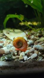 Posthoorn slakken rood, Dieren en Toebehoren, Vissen | Aquariumvissen, Slak of Weekdier