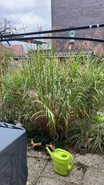 Miscanthus Sinensis “strictus”, Tuin en Terras, Planten | Tuinplanten, Ophalen, Volle zon, Vaste plant, Siergrassen