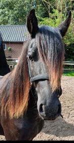 Super knappe kruising Welsh X Fries merrie, Dieren en Toebehoren, Minder dan 160 cm, 0 tot 2 jaar, Recreatiepaard, Merrie