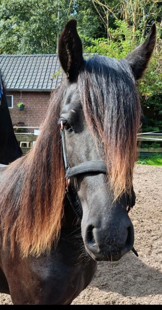 Super knappe kruising Welsh X Fries merrie, Dieren en Toebehoren, Paarden, Merrie, Minder dan 160 cm, 0 tot 2 jaar, Recreatiepaard