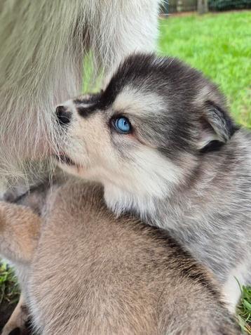 Pomsky x Shiba inu pups beschikbaar voor biedingen