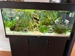 Juwel rio 180 led met helialux spectrum licht, Dieren en Toebehoren, Ophalen, Zo goed als nieuw, Gevuld zoetwateraquarium