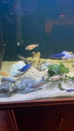 Malawi cichliden ong 20 stuks €10, Dieren en Toebehoren, Vissen | Aquariumvissen, Vis