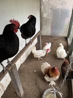 3 legkippen zeer goed aan de 1e leg, Dieren en Toebehoren, Pluimvee, Meerdere dieren, Kip