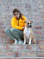 Uitzonderlijke American Staffordshire Terrier beschikbaar, 1 tot 2 jaar, American Staffordshire Terriër, Teef, Parvo