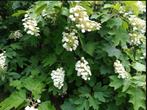 Hydrangea Quercifolia (Eikenblad Hortensia), Tuin en Terras, Planten | Tuinplanten, Halfschaduw, Zomer, Overige soorten, Ophalen