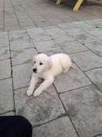 Goldenretriever pup REU  de laatste, Dieren en Toebehoren, Ophalen, Nieuw