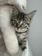 Lieve kitten zoekt een nieuw thuis, Dieren en Toebehoren, Katten en Kittens | Overige Katten, Kater, Kortharig, 0 tot 2 jaar