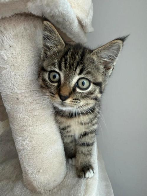 Lieve kitten zoekt een nieuw thuis, Dieren en Toebehoren, Katten en Kittens | Overige Katten, Kortharig, Kater, 0 tot 2 jaar