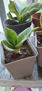 Vetplanten, haworthia, sanseveria, gasteria, Ophalen, Overige soorten, Minder dan 100 cm