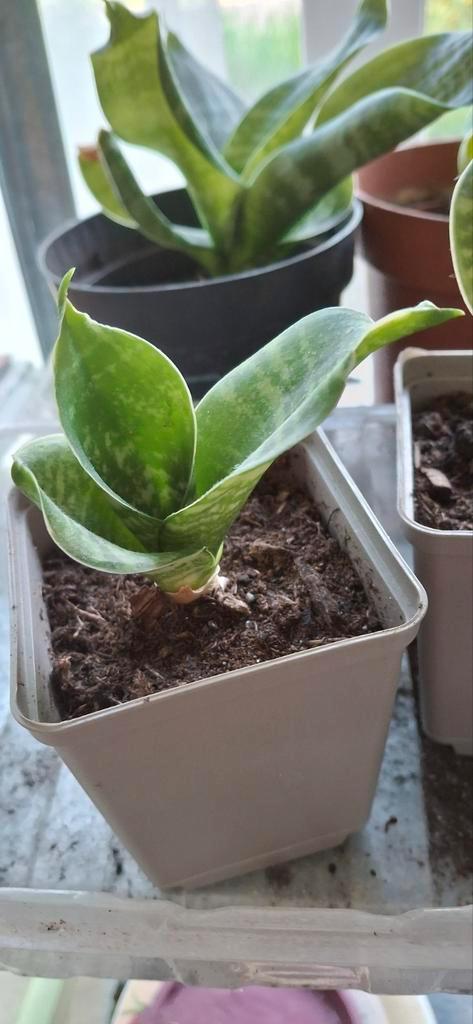 Vetplanten, haworthia, sanseveria, gasteria, Huis en Inrichting, Kamerplanten, Overige soorten, Minder dan 100 cm, Ophalen