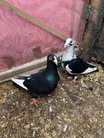 Koppel, Dieren en Toebehoren, Vogels | Duiven, Meerdere dieren