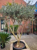 Olijfboom Multistam - 2 modellen, Tuin en Terras, Planten | Bomen, Bloeit niet, Ophalen of Verzenden, 100 tot 250 cm, Olijfboom