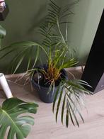 Varen in pot - Kamerplant, Tuin en Terras, Planten | Tuinplanten, Vaste plant, Varens, Ophalen of Verzenden, Bloeit niet