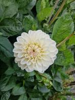 Dahlia' ruilen (Eveline), Ophalen of Verzenden, Vaste plant, Overige soorten, Volle zon