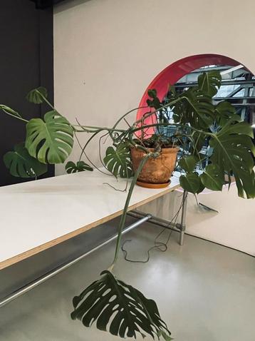 Grote gatenplant (Monstera Deliciosa) beschikbaar voor biedingen