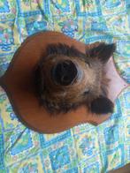 Robuuste zwijnekop ophalen, Dieren en Toebehoren, Ophalen of Verzenden