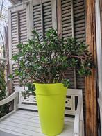 Crassula grote kunstof  pot erbij, Huis en Inrichting, Kamerplanten, Ophalen, Halfschaduw, Minder dan 100 cm
