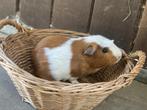 Diverse jonge cavia's, Dieren en Toebehoren, Knaagdieren, Juli, Mannelijk, Cavia
