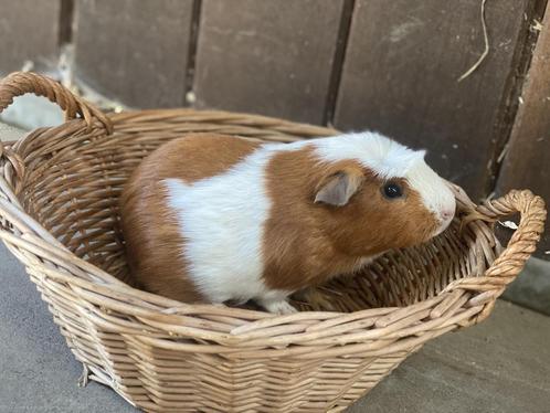 Diverse jonge cavia's, Dieren en Toebehoren, Knaagdieren, Mannelijk, Cavia, Juli