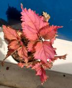 Coleus Sea Devil Stekje, Overige soorten, In pot, Minder dan 100 cm, Groene kamerplant