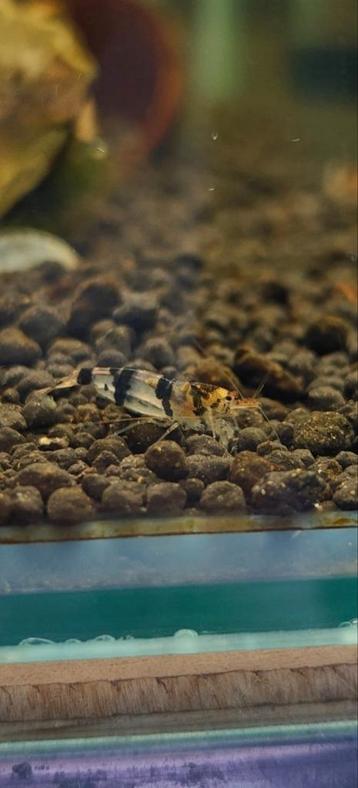 Jong volwassenen Racoon garnalen beschikbaar voor biedingen