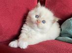 Ragdoll kittens met stamboom en getest,  cinnamondragend, Dieren en Toebehoren, Katten en Kittens | Raskatten | Langhaar, Meerdere dieren